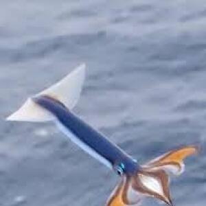 Flying Squid