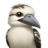 kookaburra