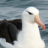 GreatAlbatross