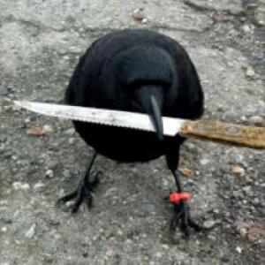 corvidenjoyer [she/her]