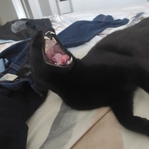 Wrrzag