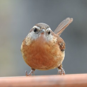 Wren