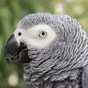 AfricanGrey